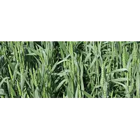 Фунгіцид для пшениці